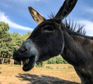 Donkey on a pasture, displaying Flehmen Response Donkey on a pasture, displaying Flehmen Response